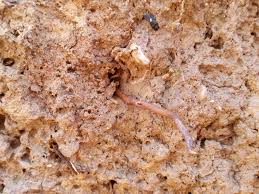 Chez verts de terre, vous apprécierez de pouvoir faire des changements dans vos paniers bio, jusqu'à vous confectionner un panier à la carte comme un vrai lombric. Les 5 Conseils De Darwin Pour Favoriser Les Vers De Terre