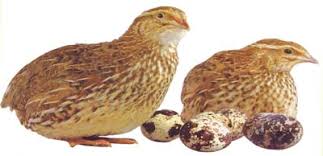 Pilih dari sumber gambar hd burung png dan unduh dalam bentuk png. 69 Gambar Burung Animasi Png Cikimm Com