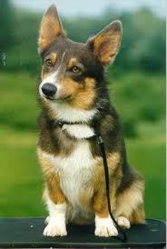 Intuitive fred888: Blue Merle Corgis?