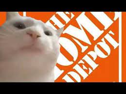 Pin On Cat