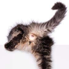 Cómo saber si un gato es macho o hembra?