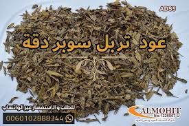 عود تربل سوبر دقة How To Dry Basil Herbs Food