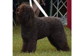 There are over 2,000,000 puppies born in the united states every year and 99% are bred and born in puppy mills. Barbet Puppies For Sale From Reputable Dog Breeders