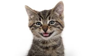 When cat tooth extraction is necessary. When Does My Cat Need Tooth Extraction