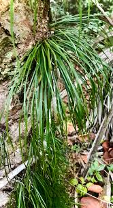 Image result for Vittaria