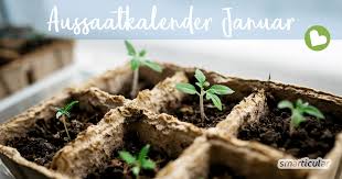 Deshalb ist der anbau direkt im garten nur in den wärmsten. Aussaatkalender Fur Januar Diese Gemuse Krauter Und Blumen Jetzt Saen