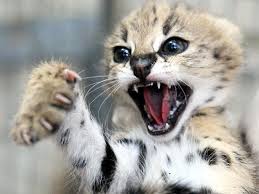 5 week old serval male kitten hand raised super sweet boy first shots health checked microchip. Adelaide Zoo S 3 Little Serval Kittens Zooborns