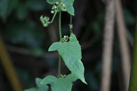 Image result for Cucumis maderaspatanus