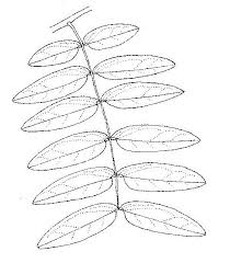 Image result for Brachystegia longifolia