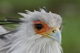 We did not find results for: Eyelashes Secretary Bird Images Novocom Top