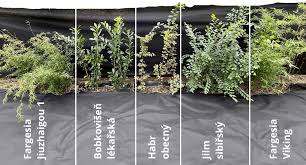 Image result for Živý plot z habru