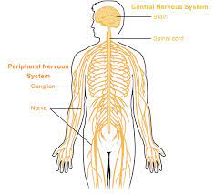 The nervous system is the part of an animal's body that coordinates its behavior and transmits signals between different body areas. Peripheral Nervous System Queensland Brain Institute University Of Queensland