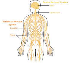 Put simply, the cns is the supreme command center of the body. Peripheral Nervous System Queensland Brain Institute University Of Queensland