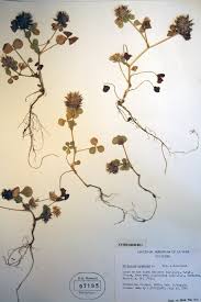 Image result for Trifolium spumosum