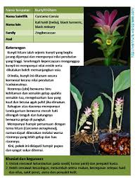 Kunyit hitam mudah ditanam namun. Kunyit Hitam Black Turmeric Curcuma Caesia Wannura