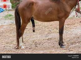Penis Horse Image & Photo (Free Trial) | Bigstock