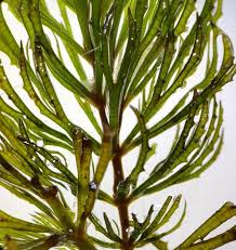 Image result for Ceratophyllaceae