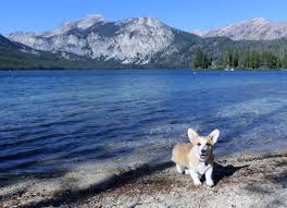#1 best value of 281 pet friendly hotels in oregon coast. Domino The Corgi Dominothecorgi Twitter