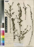 Image result for Tinnea aethiopica