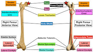 The corresponding answer in the answer blank. Femur Bone Anatomy Labeled Diagram Quiz Color Coded Parts Skeletal System Lower Extremity Ezmed