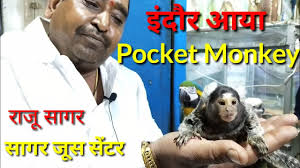 We are best advanced breeders and trainers of monkeys for sale, birds for sale in the united states. à¤‡ à¤¦ à¤° à¤® à¤†à¤¯ Pocket Monkey à¤¸ à¤—à¤° à¤œ à¤¯ à¤¸ à¤¸ à¤Ÿà¤° Ii World S Smallest Pocket Monkey In Sagar Juice Indore Youtube