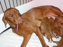 #216964 execellent male and female hungarian. Vizsla Puppies Ohio