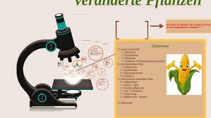 Die begriffe nanopartikel bzw.nanoteilchen bezeichnen verbünde von einigen wenigen bis einigen tausend atomen oder molekülen.der name nano bezieht sich auf ihre größe, die typischerweise bei 1 bis 100 nanometern liegt; Grune Gentechnik By Desi Ordonez Vanni On Prezi Next