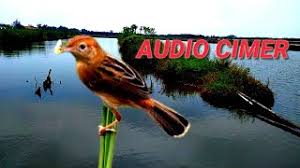 Jon pangestu 5 months ago. Nano Nano Nouna Bangor Nghenhachay Net