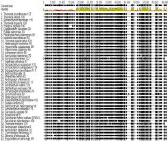 Image result for Hyparrhenia subplumosa