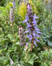 Image result for Coleus caninus