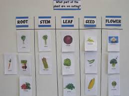 The Third Grade Learning Spot Spring Break Catch Up Plants Science Project Plant Activities Plants 3rd Grade