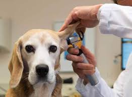 We offer pet vaccines, pet surgery, veterinary medical care, animal emergencies, pet grooming, pet boarding, speciality veterinary medicine, frm animals, rabbits. Top 10 Veterinarians In Dwarka Delhi Best Veterinary Doctors Book Appointment Online Justdial
