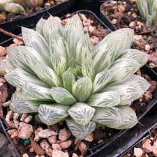 Haworthia Cooperi Variegata 4 5 Pot Little Prince To Go Small Succulent Plants Plants Terrarium Plants