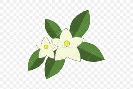 Arabian Jasmine Flower Png 550x550px Arabian Jasmine Drawing Flora Flower Flowering Plant Download Free 300x300 412 views t flower clipart, flower graphic design. arabian jasmine flower png 550x550px