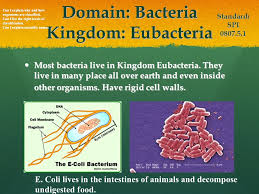 Classification Of Living Things Chapter 2 Standard Spi Ppt Download