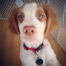 My Baby Gunner Brittany Spaniel Brittany Spaniel Dogs And Puppies Brittany Spaniel Puppies