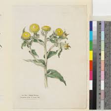 Image result for Helichrysum foetidum