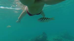 Snorkeling in Reef - Pornhub.com HD phone wallpaper