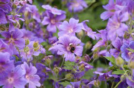 I have pulled together a list of some of our favourite garden additions that have proved not only reliable but worthy assets to any garden or outside space. 12 Remarkable Long Flowering Perennials Horticulture Co Uk