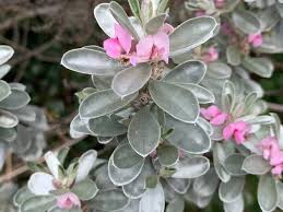 Image result for Podalyria