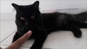 Lalu mana kucing persia yang paling mahal di antara keempat jenis tersebut? Foto Kucing Persia Warna Hitam