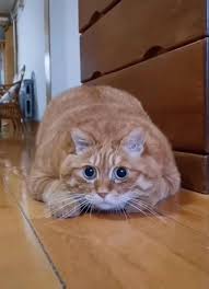 Awesome Cat Information Are Offered On Our Site Take A Look And You Will Not Be Sorry You Did In 2020 Cute Baby Animals Cute Cat Gif Funny Animals