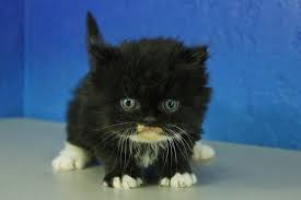 Black And White Kittens For Sale Near Me James Bond Black Tuxedo Male Ragamuffin Kitten Ragdoll Kitten Teacup Kitten Ragamuffin Kittens