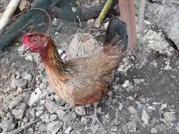 Ada beberapa faktor yang menentukan keunggulan seekor ayam bangkok di arena, yaitu jenis, tampilan bentuk fisik, sisik kaki. Ayam Filipina Ayam Filipina Betina Facebook