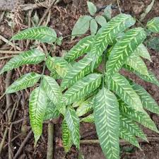 Image result for Coniogramme