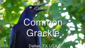 Maybe you would like to learn more about one of these? Common Grackle Great Tailed Grackle Bird Sounds Youtube
