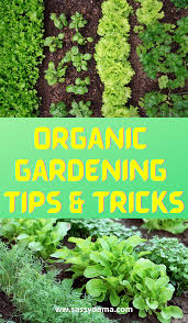 Pin On Gardening Tips
