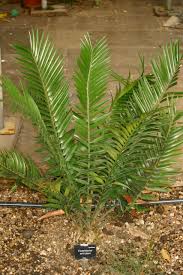 Image result for Encephalartos senticosus