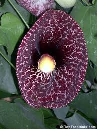 Image result for Aristolochia littoralis