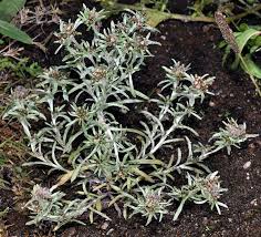 Image result for Gnaphalium unionis